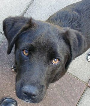 Blacky