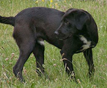 Blacky
