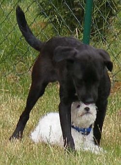 Blacky