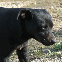 Bono