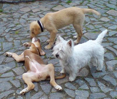 Cari und Channa