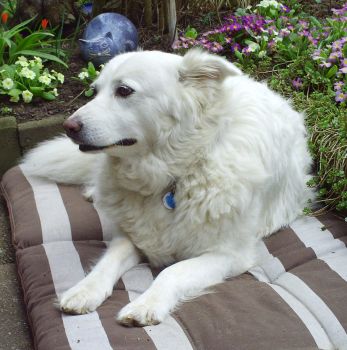Carlotta im Garten