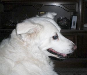 Carlotta