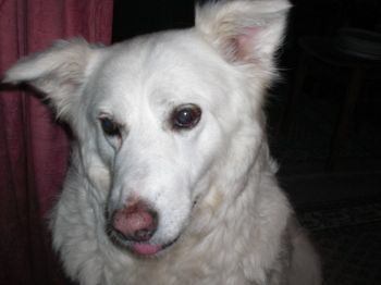 Carlotta