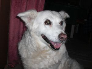Carlotta