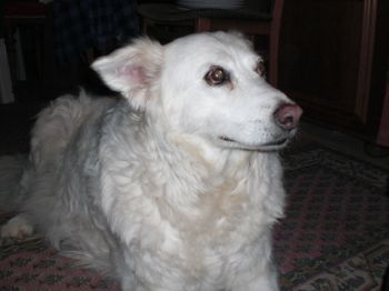 Carlotta