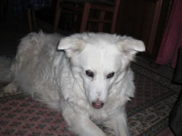 Carlotta