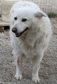 Carlotta