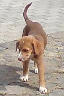Channa