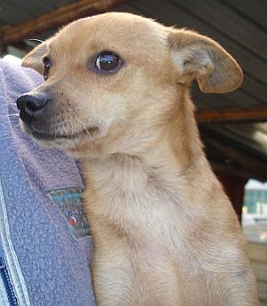 Ciro