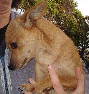 Ciro