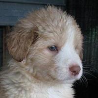 Clea