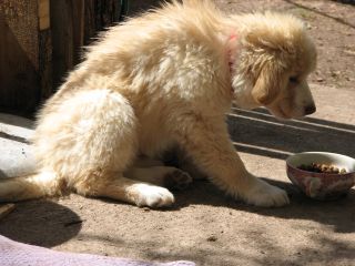 Clea