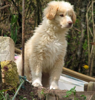 Clea