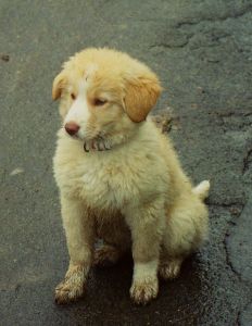 Clea
