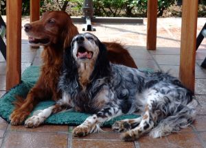 Dama und Ondo