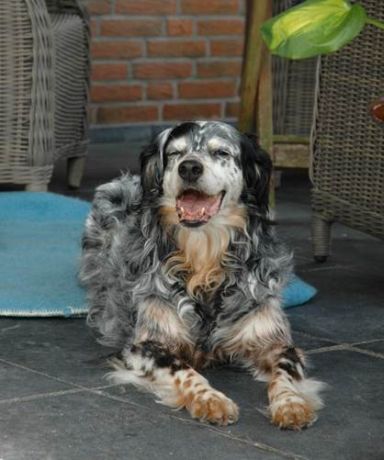Dama
