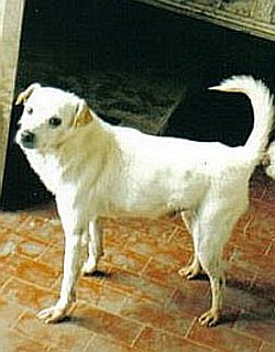 Dieci