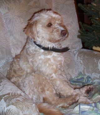 Dolce