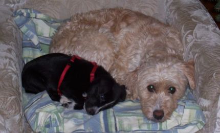 Dolce und Fred