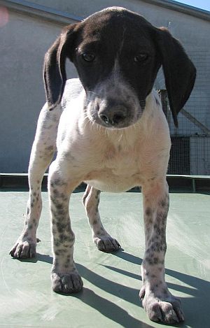 Farah