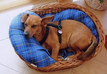 Fritzi