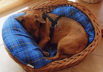 Fritzi