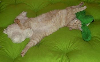 ein Nickerchen