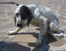 Gioia