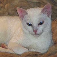 Golia