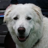 Josef