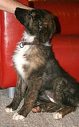Kaya