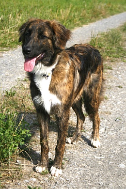Kaya