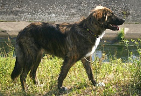 Kaya