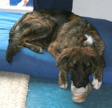 ...und dem Schuh...
