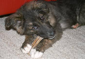 Kaya