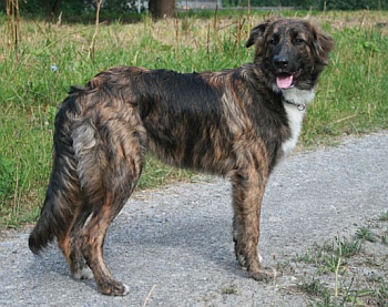 Kaya