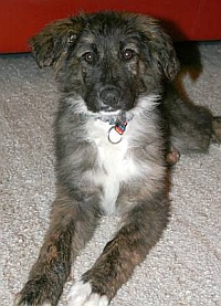 Kaya