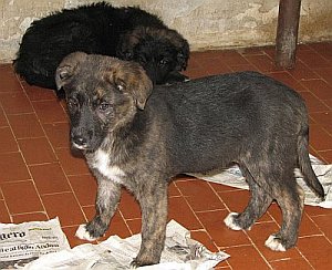 Koko