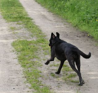 Kora