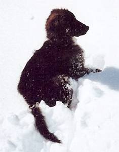 Krümel im Schnee