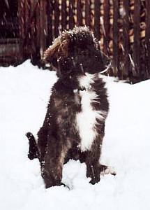 Krümel im Schnee