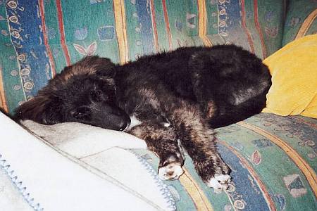 Nickerchen auf der Couch