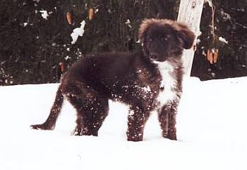 Velino im Schnee