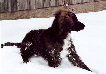 im Schnee