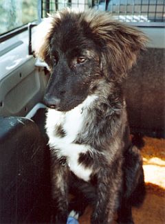 Velino