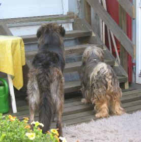 Velino und Shiva