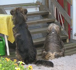Velino und Shiva