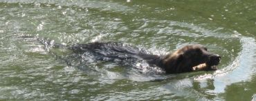 Velino beim baden