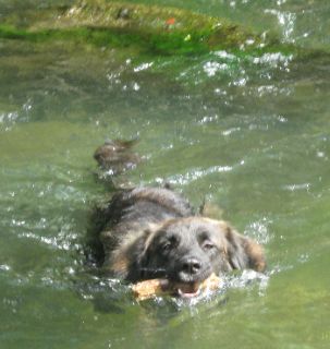 Velino beim baden
